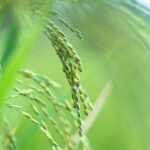 Don Werte Nutzen des Getreides