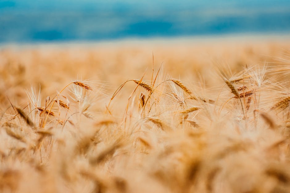 Bild von reiftem Getreide draußen auf einem Feld