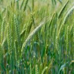 Getreide-Wachstumsphasen-Erklärung