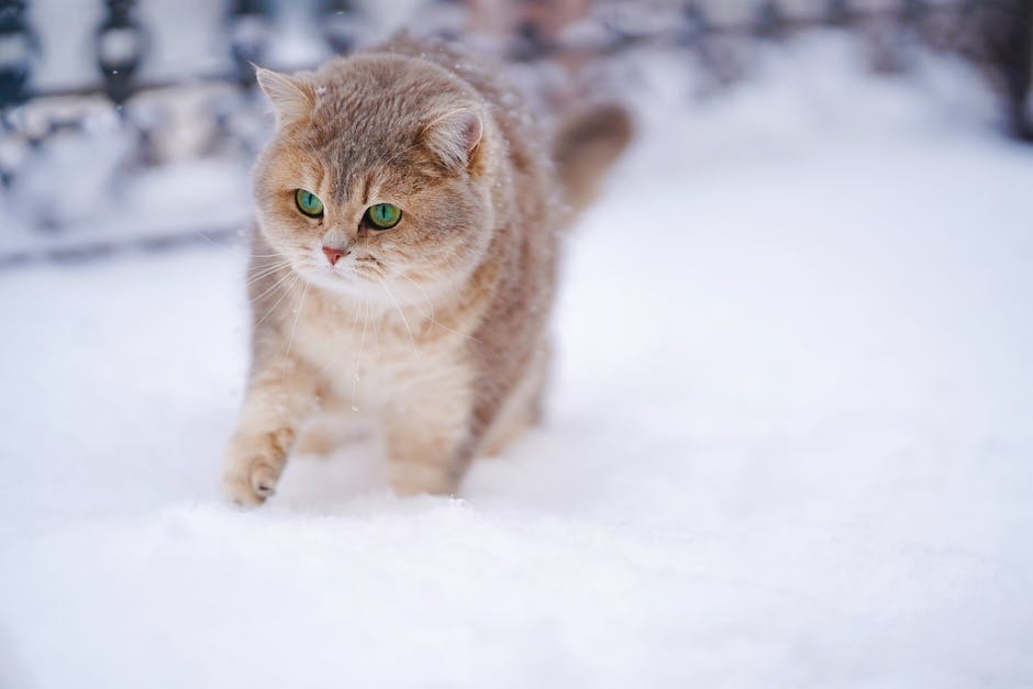  Katzen und Getreide Unverträglichkeit erklärt