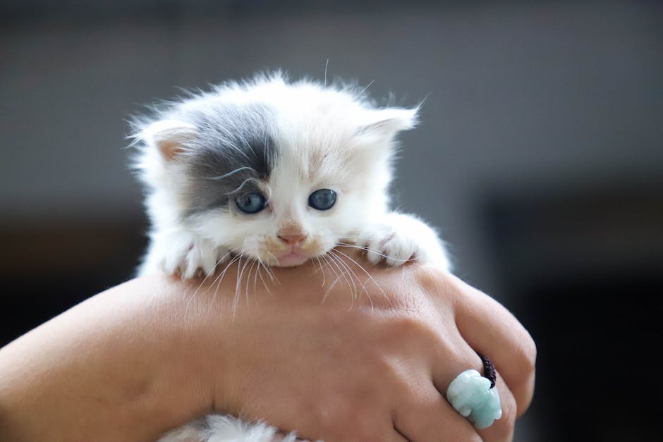  Katzen keine gesunde Ernährung von Getreide erhalten