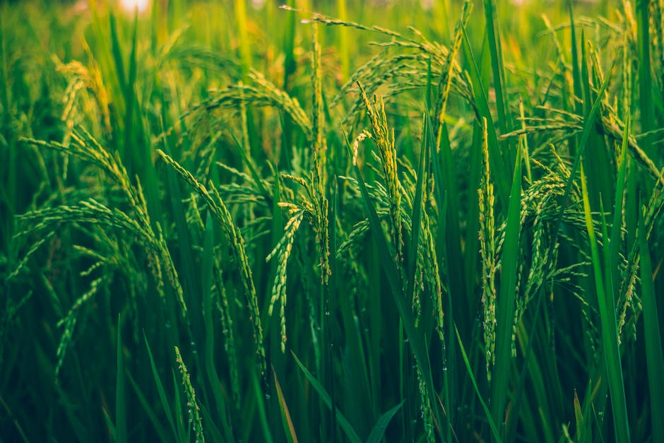 Warum Hunde kein Getreide für eine gesunde Ernährung benötigen