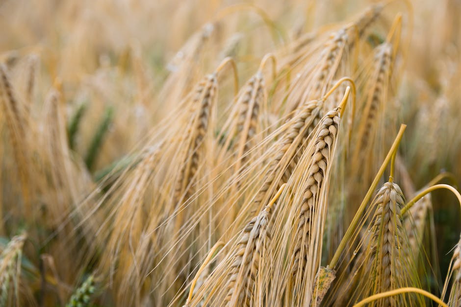 Getreide mit hohem Glutengehalt