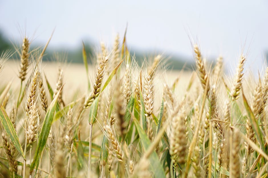 glutenhaltiges Getreide