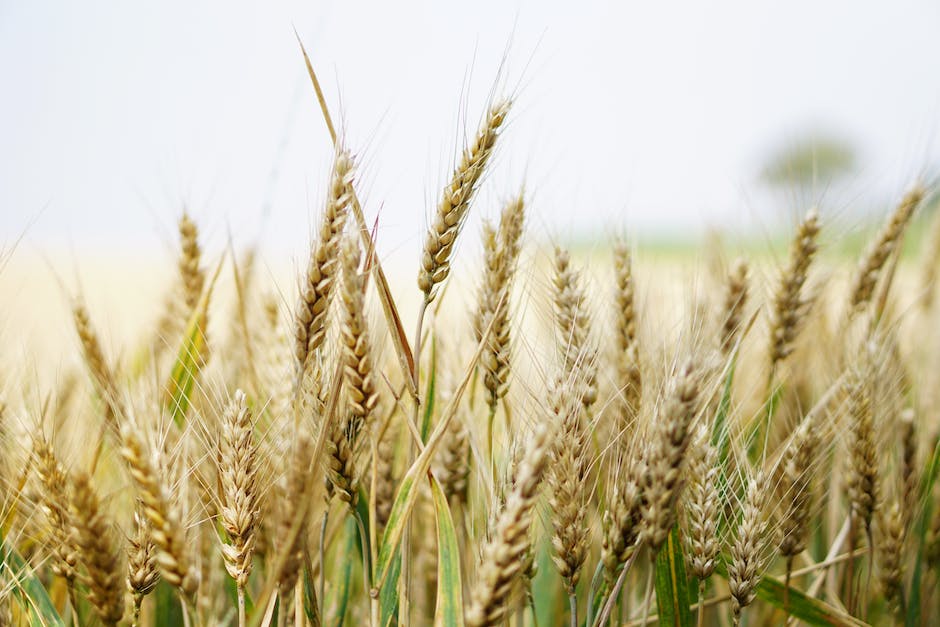 Wie Getreide zu Mehl gemahlen wird