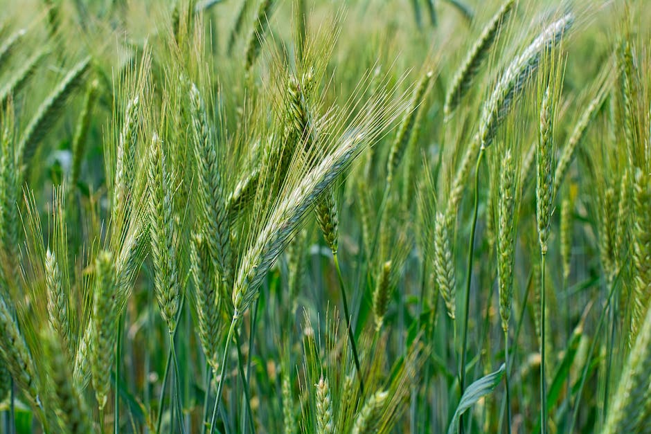  Getreide in Lebensmitteln finden