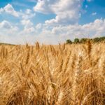 Getreideernte 2017: Welches Land erreicht den höchsten Ertrag?