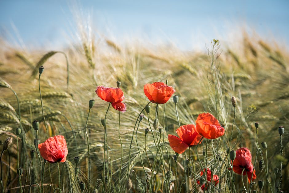  Deutschland bezieht sein Getreide von Bauernhöfen