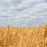 Deutschland bezieht Getreide aus der Landwirtschaft