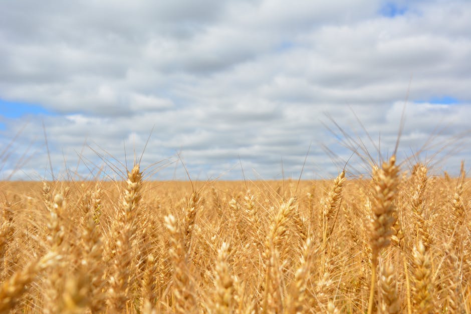 Deutschland bezieht Getreide aus der Landwirtschaft
