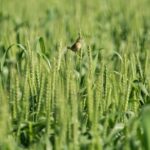 Deutschland bezieht Getreide aus landwirtschaftlichen Anbaugebieten