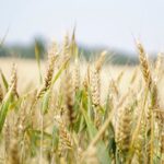 Ukrainische Getreideexporte